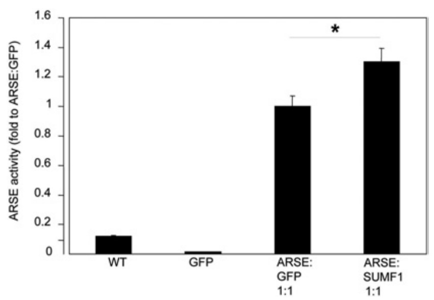 Effects of SUMF1 on ARSE activity upon LV transduction of CDPX cells.jpg